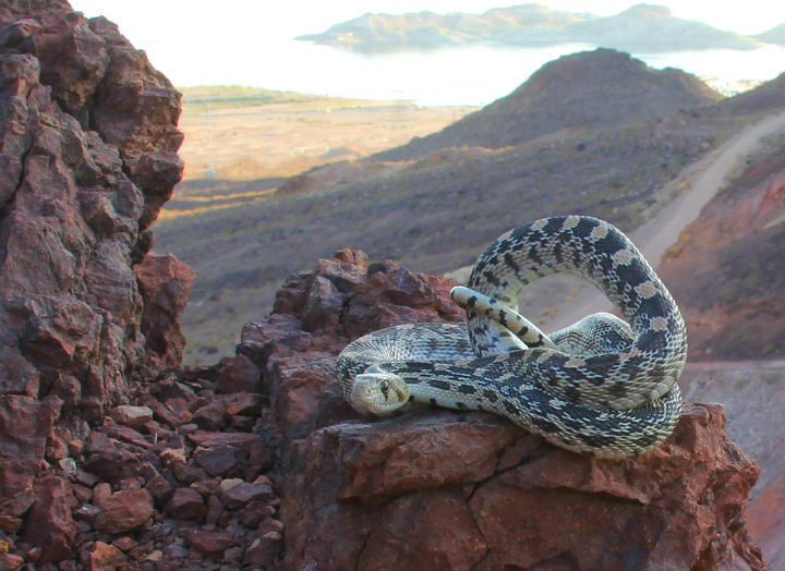 Gopher Snake